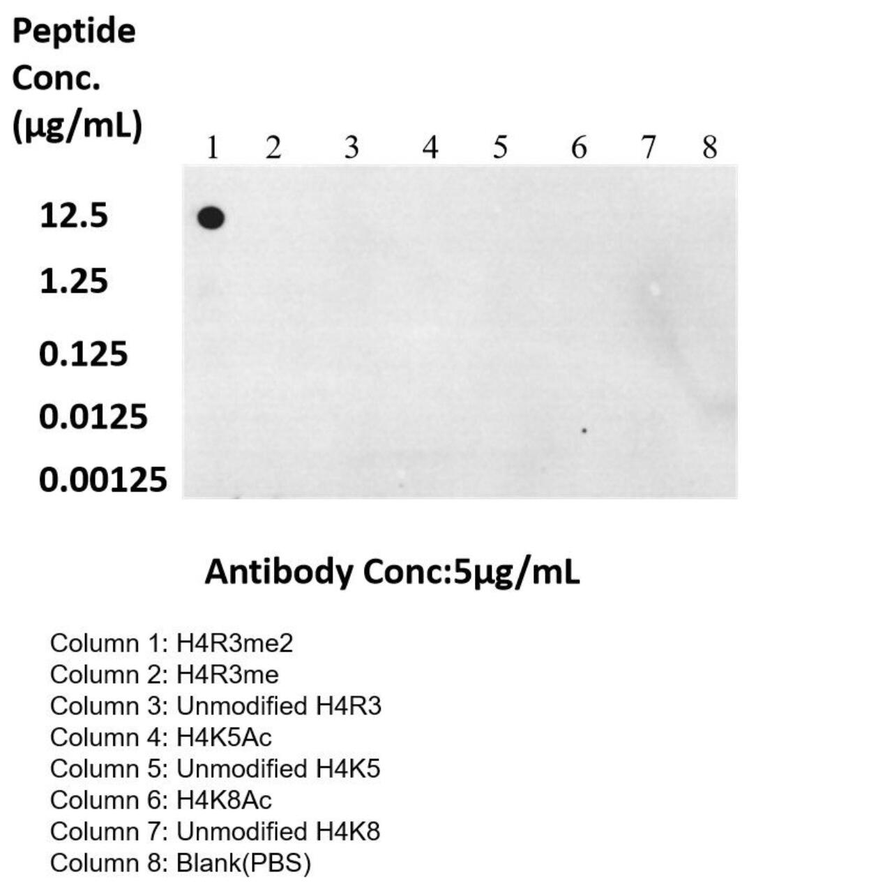 Dot Blot experiment of peptide using Di-Methyl-Histone H4 (Arg3) Recombinant antibody (82859-1-RR)